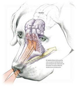 Cornetes olfativos caninos