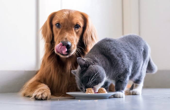 perro-y-gato-comiendo