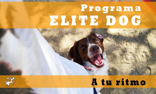 ELITE DOG a tu ritmo