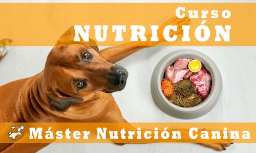nutricion canina