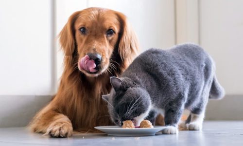 perro-y-gato-comiendo